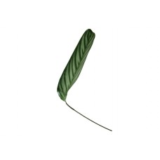 Calathea - Oppenhaimiana